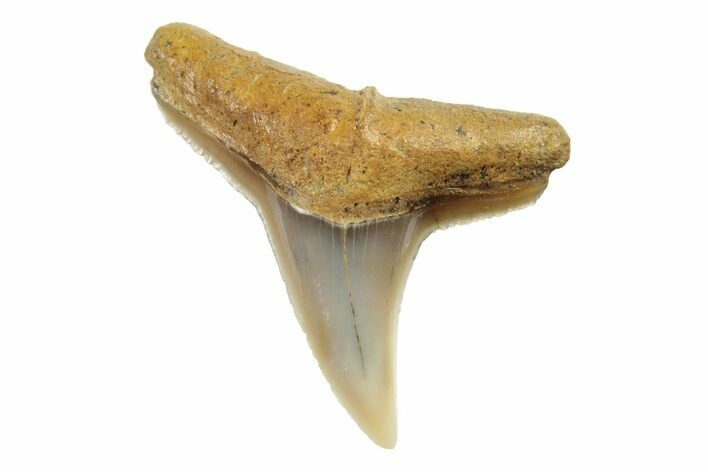 Fossil Lemon Shark Tooth (Negaprion) - Unusual Location #259485